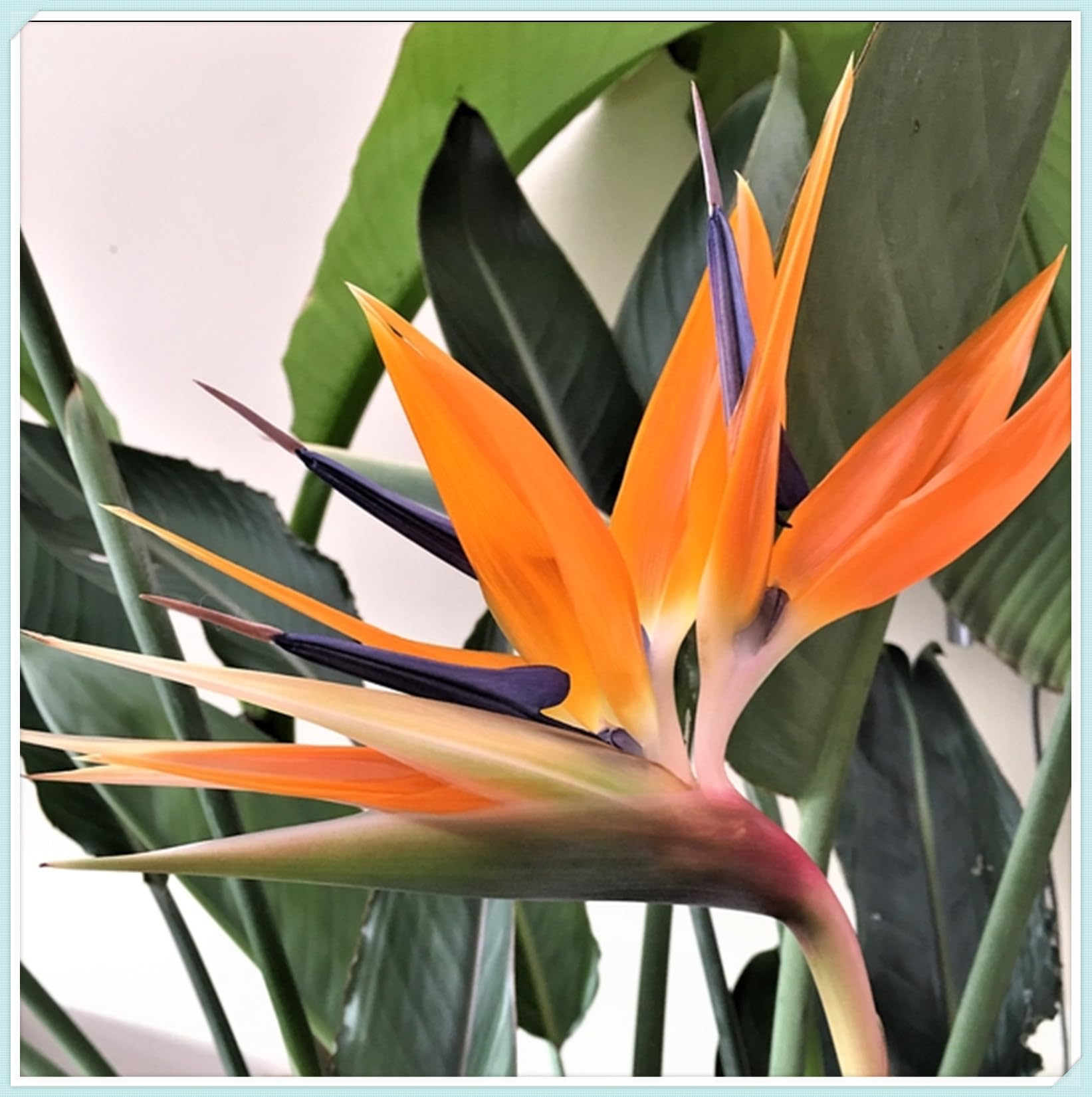 Cut Flowers,Strelitzia Bulbs, Excellent Display, Greening Flower, Bird of Paradise Plant Bulbs,Natural Organic, Good for Containers-3 Bulbs-J