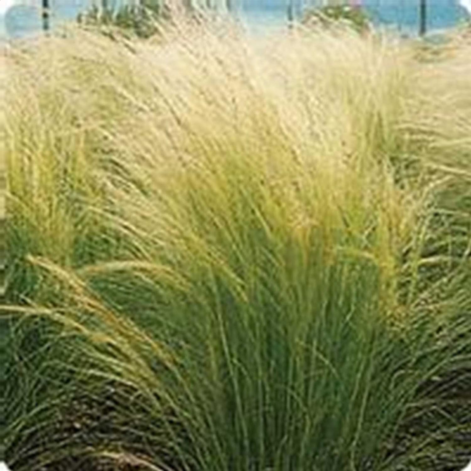 Pony Tails Stipa Grass Seeds - 100 Seeds - Decorative & Ornamental Grass Seed