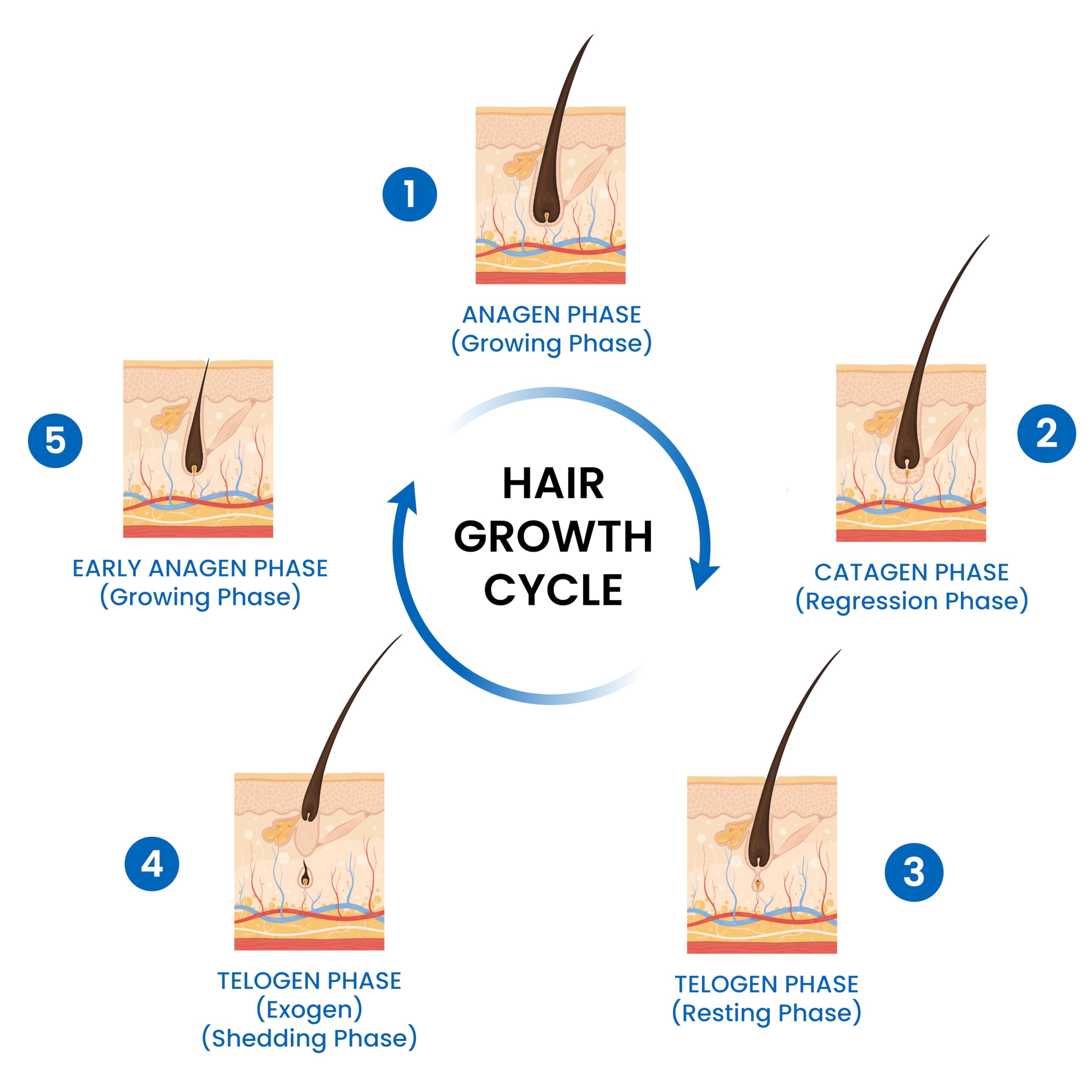 TATA 1MG Minoxidil Hair Growth Topical Solution 5% | Scalp Application for Hair Growth (60ml Each), Pack of 2 — Amazon image 3