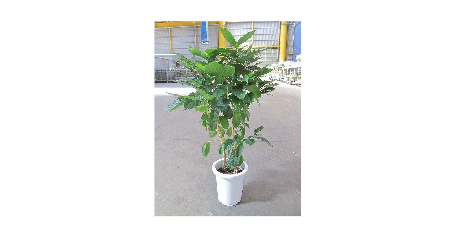 Amazon｜ノーブランド品 コーヒーの木 8号 (茶色) アフリカ産