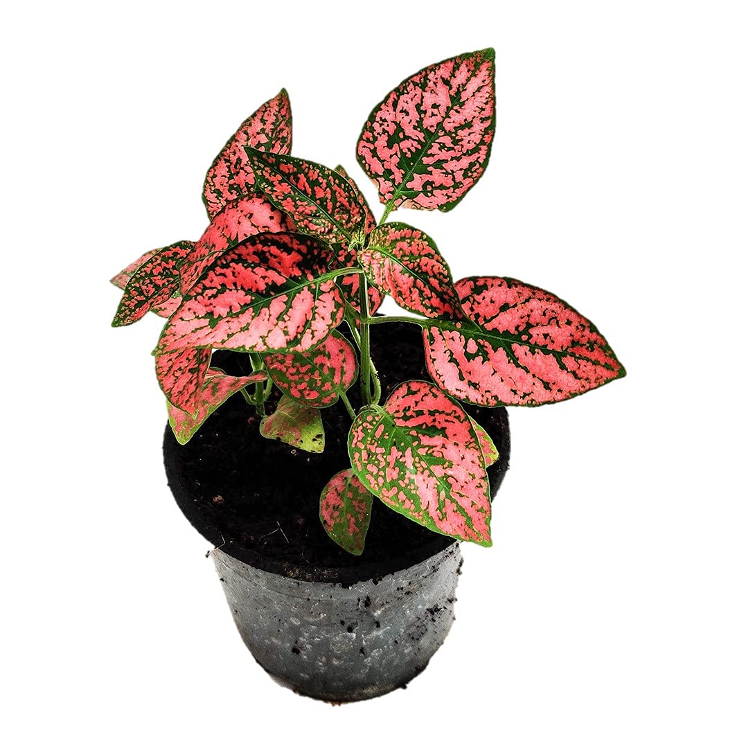 Hypoestes or Polka Dot Plant (Red) 4”pot, Indoor plant, Foliage plant (B09GX6XPRK) Amazon Price History, Amazon Price Tracker