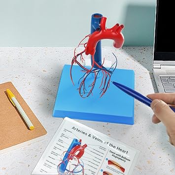 New Horizon Human Heart Model Vascular Cardiovascular Cardio, Natural Size, with Base Enlarged Coronary Anatomy Structure of Cardiovascular Arteries depicting Heart Veins | 血管心臓、ベース付き、冠状動脈解剖学、心臓静脈の描写