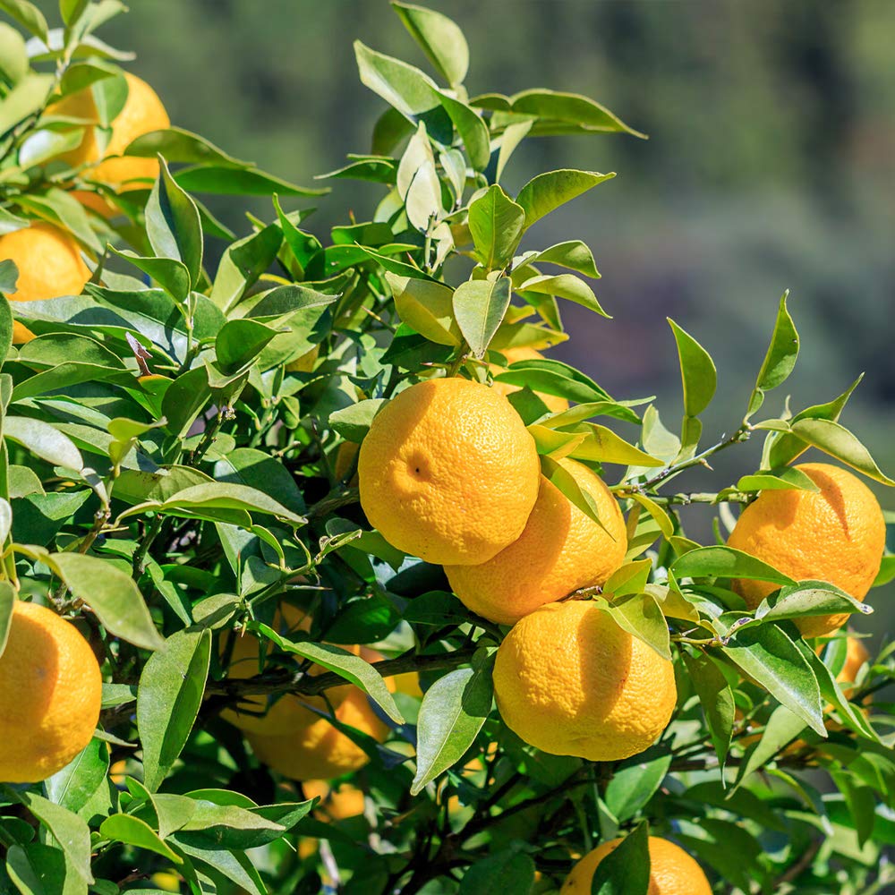 Amazon.co.jp: ITANSE ゆず 多田錦 18cmポット接木大苗 樹高約