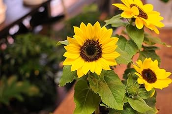 ひまわりハコスカ4まい 7148D76VpqL._UF350,350_QL50_.jpg