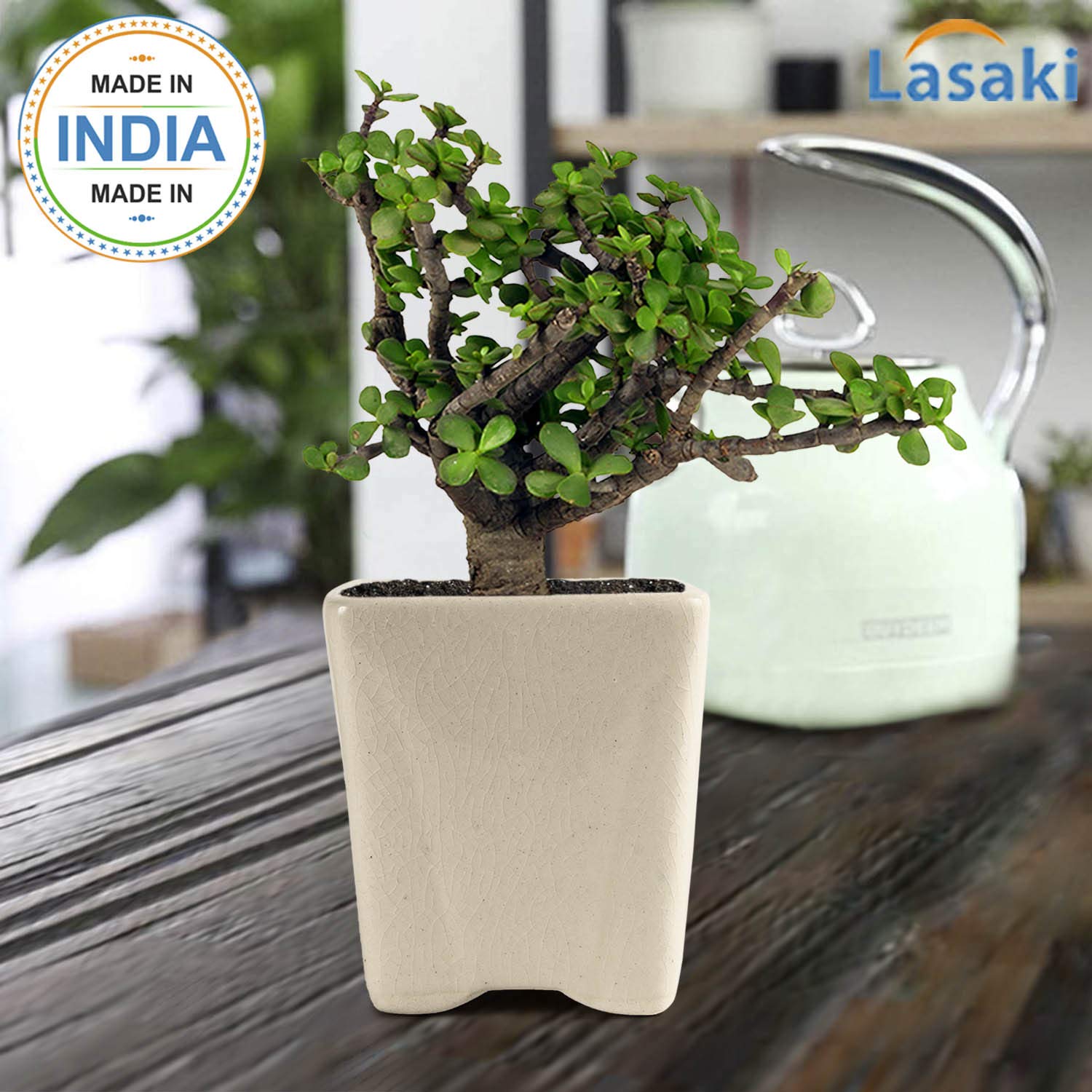 Jade Plant with Ceramic Pot - Good Luck Charm -4
