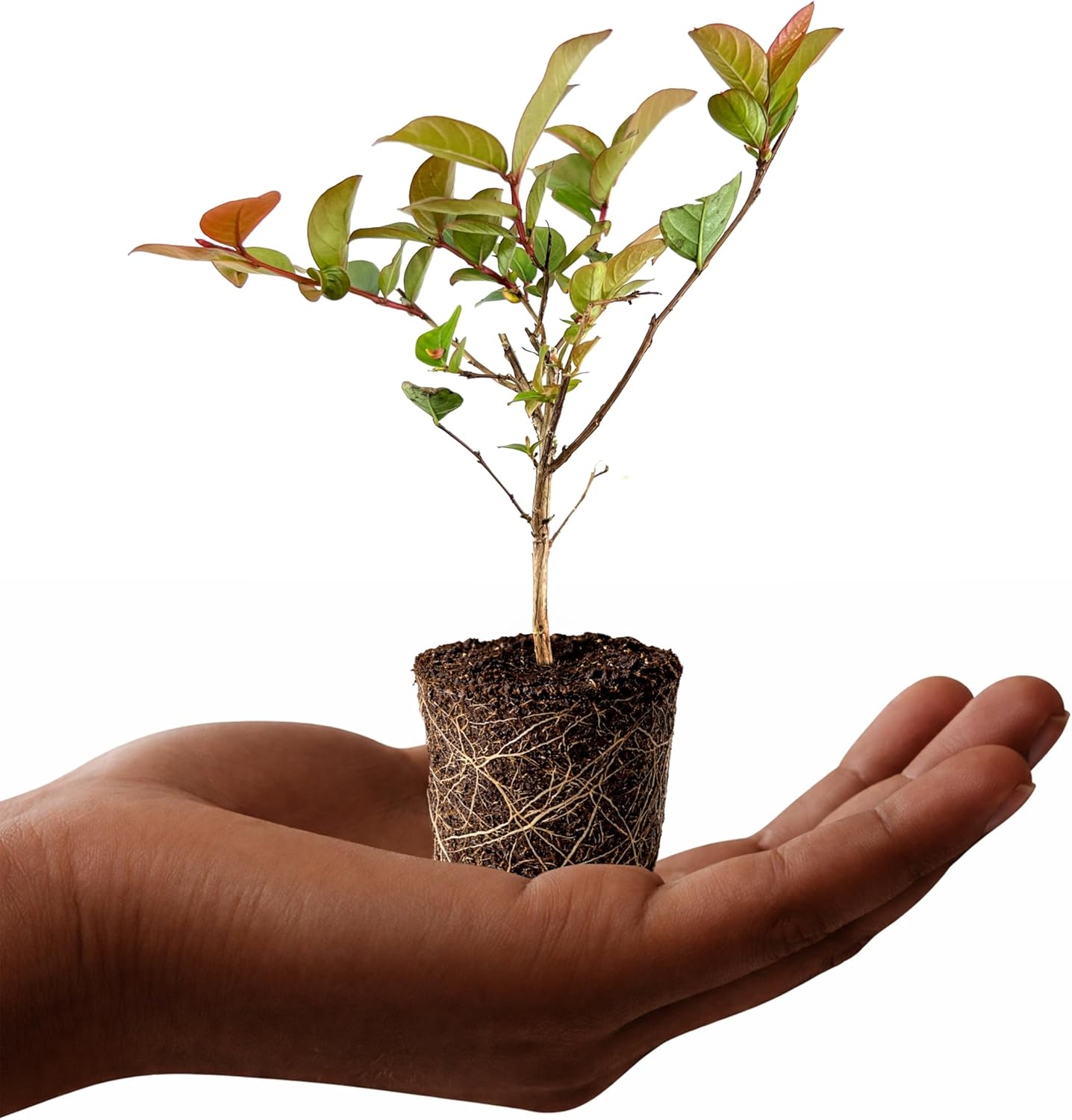 Dwarf Crape Myrtle Berry Dazzle | 3 Live Plants | Lagerstroemia Indica | Vibrant Purple Blooms, Summer Flowering, Low Maintenance, Drought Tolerant, Ornamental Shrub, Compact Growth