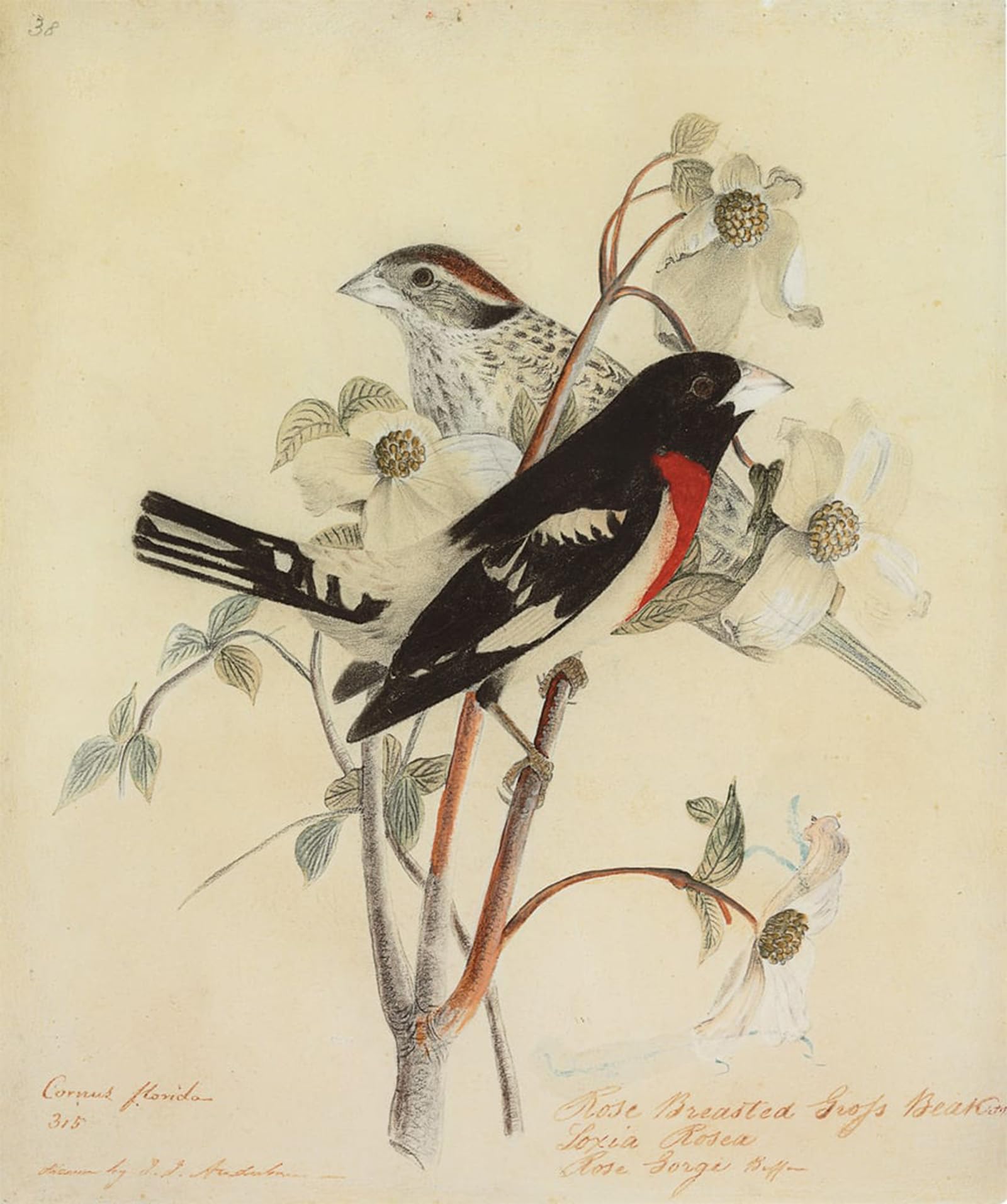 Cuadro en lienzo Frosone dal petto rosa de John Audubon pintura para pared 60x90cm 5