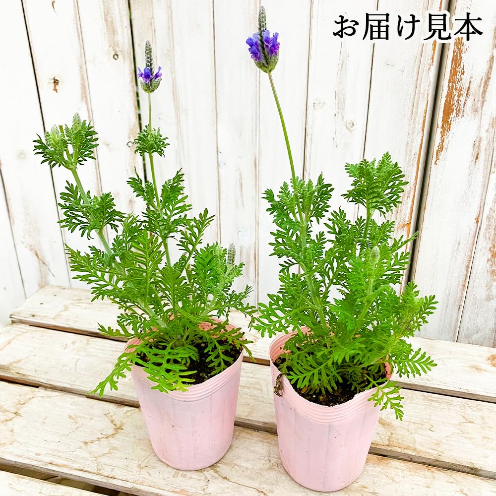 ローズを14箱・ラベンダーを2箱 (14枚入×16箱＝224枚) ローズを14箱