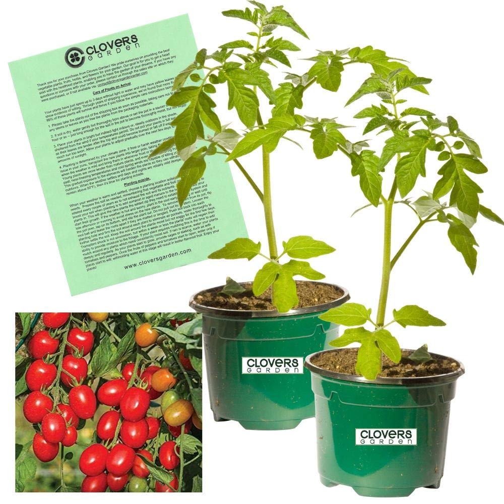 Clovers Garden Candyland Tomato Plants