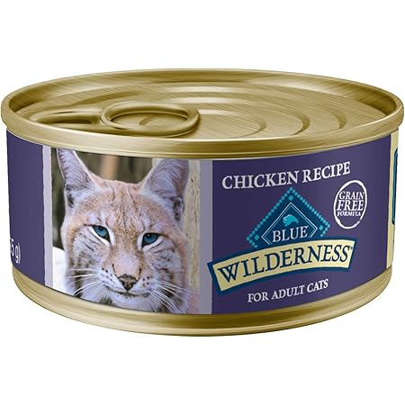 blue wilderness kitten