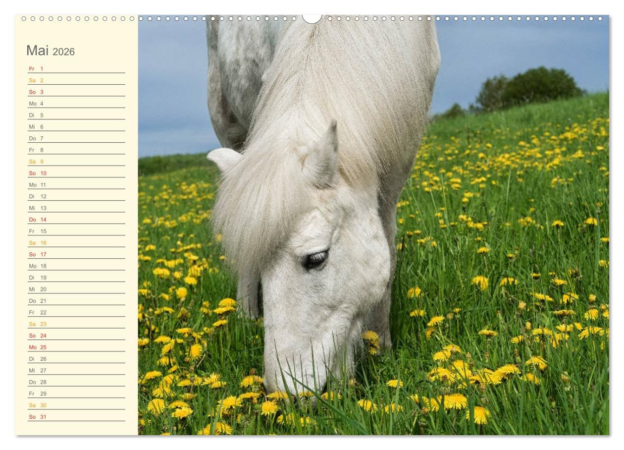 Mit Islandpferden durch das Jahr Geburtstagskalender (Wandkalender 2026 DIN A2 quer), CALVENDO Monatskalender: Islandpferde, Termine, Geburtstage, Events (CALVENDO Tiere)