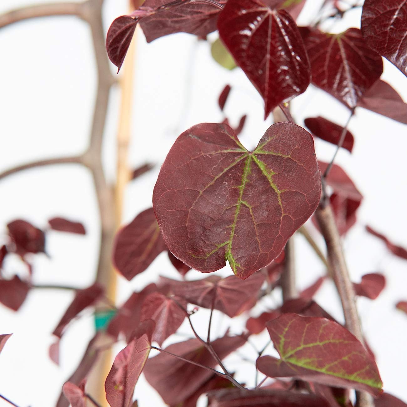 PERFECT PLANTS Ruby Falls Weeping Redbud Tree 2-3ft Tall | Vibrant Heart Shaped Leaves | Incredibly Easy to Maintain, Purple Foliage & Flowers Offer Beautiful Display