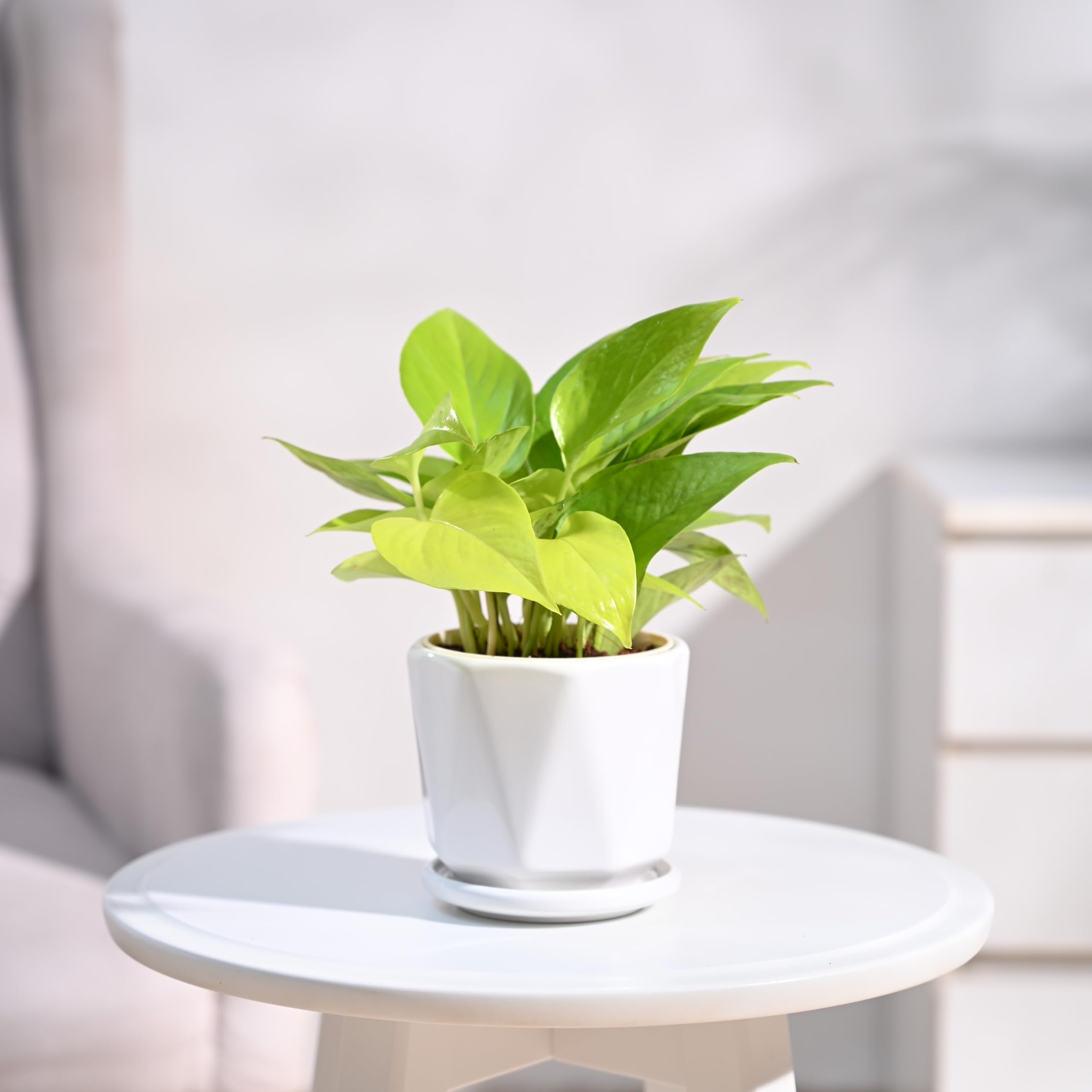 Ugaoo Golden Money Plant Indoor with Diamond ceramic pot (White, Small) (B0D7993WMK) Amazon Price History, Amazon Price Tracker
