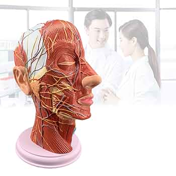 頭部模型 解剖学的構造 Amazon.co.jp: 胴体心臓脳スケルトン医科大学教育解剖学頭正中矢