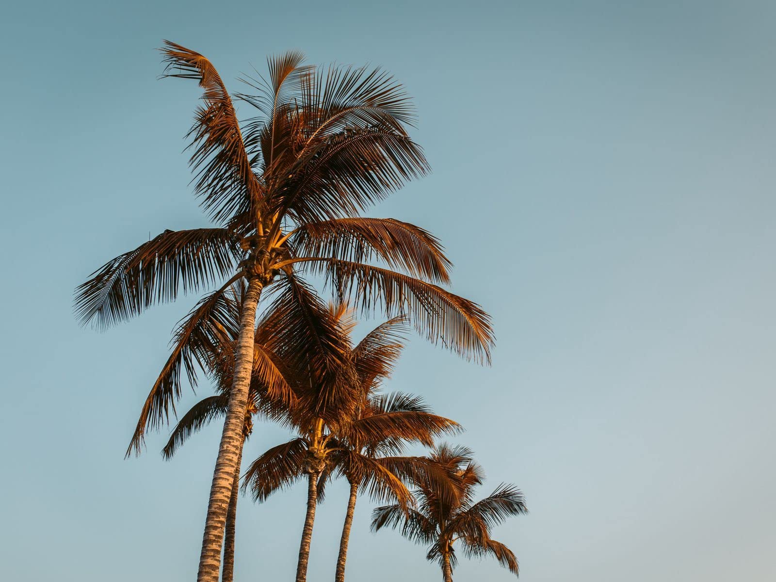 THISIT Paint by Numbers Kits with Brushes and Acrylic Pigment, Palms,Trees,treetops-16x20 Unframed