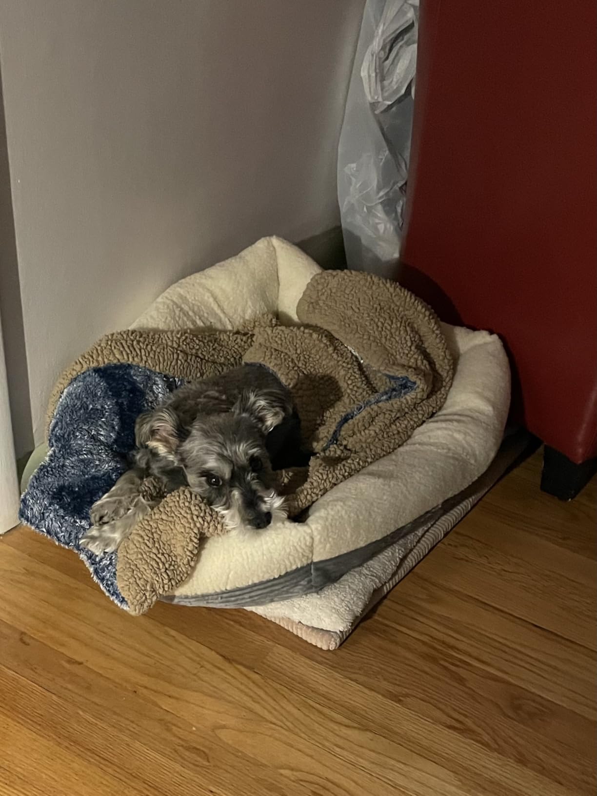 Great dog bed for the price!