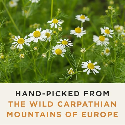 Miniatura 4 de Té orgánico de flores de manzanilla silvestre, té de hierbas sin cafeína, 20 bolsas de té a base de plantas