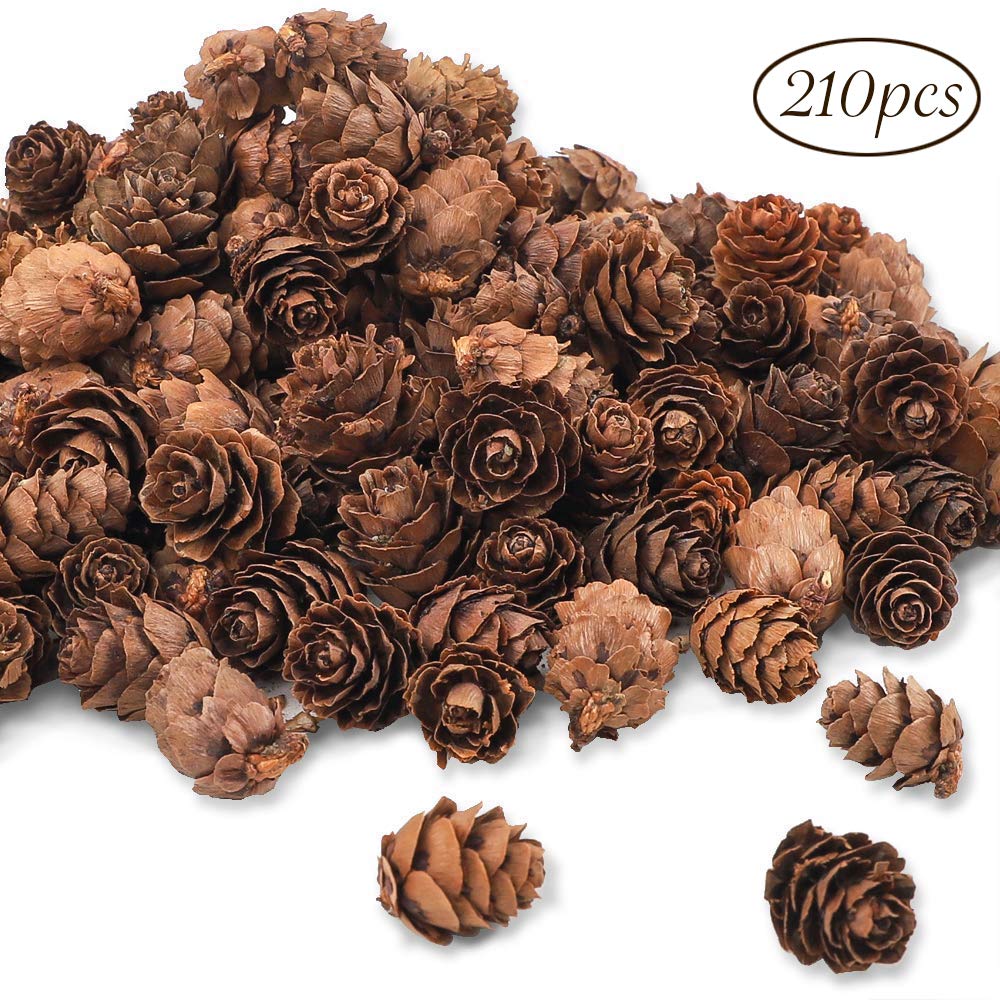 Natural Vase Fillers Decor For You