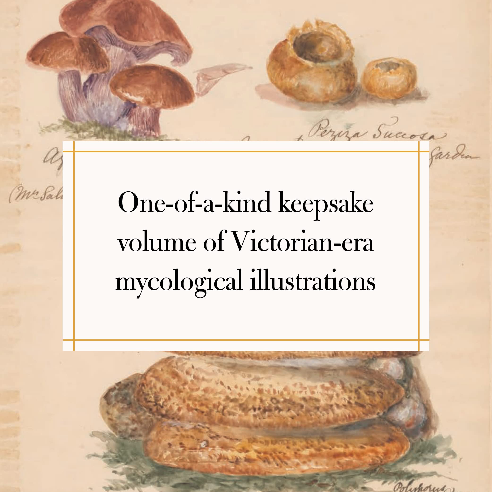 Fungi Collected in Shropshire and Other Neighbourhoods: A Victorian Woman's Illustrated Field Notes