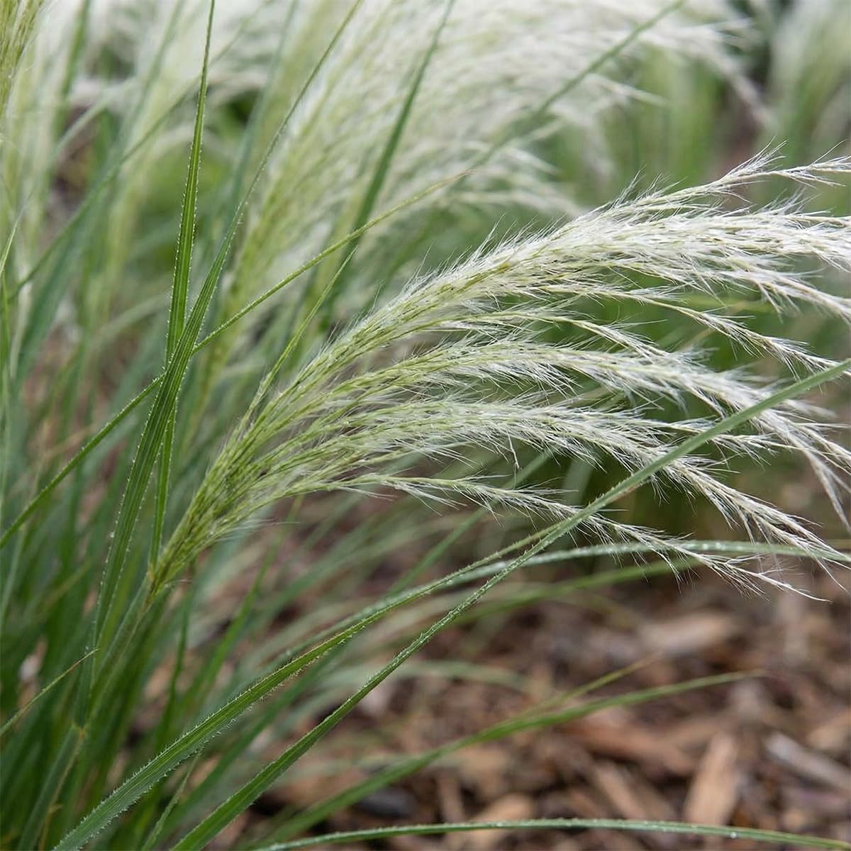Bloomique - Lot de 6 - Stipa tenuissima 'Ponytails' - Stipe cheveux d'ange - Graminée ornementale - Rustique - Vivace - Hauteur 10-20 cm - Pot 9 cm