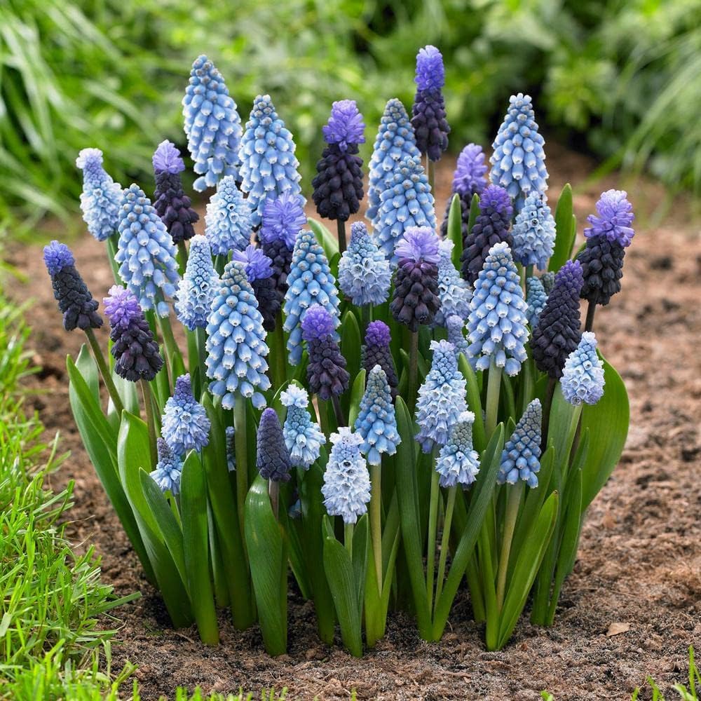 Live Green Winter Colorful Flower Bulbs Packs (Muscari Mix 2 Bulbs)