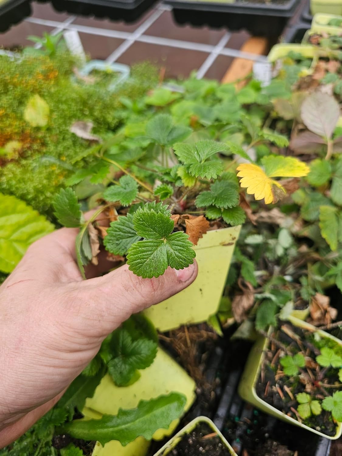 4 Live Wild Beach Strawberry Plants, 3" pots