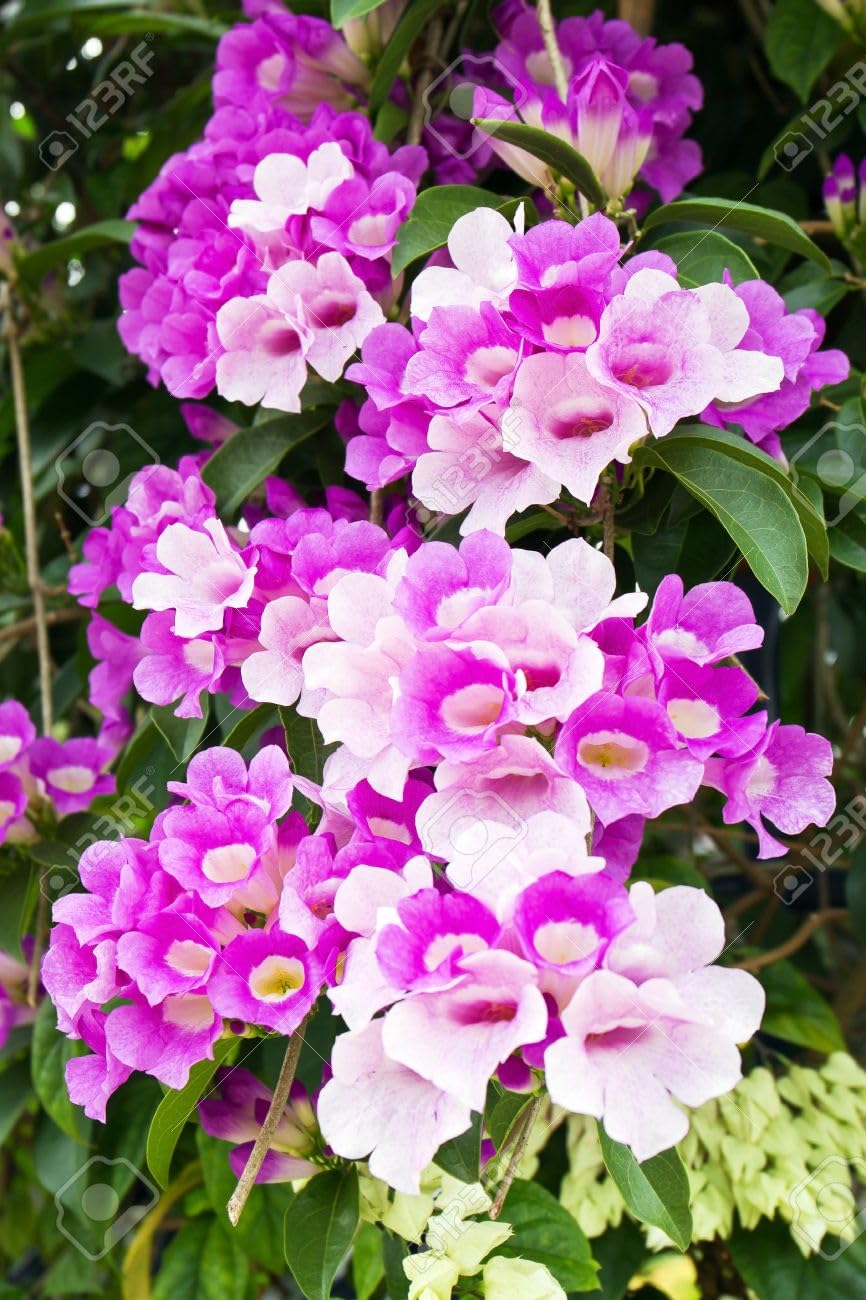 See full amazon price history chart for HariGuru arlic Vine Live Flowering Plant Outdoor Garden Balcony Flowering Natural Creeper Low Maintenance with Pot HariGuru arlic Vine Live Flowering Plant Outdoor Garden Balcony Flowering Natural Creeper Low Maintenance with Pot (B0CQD23S3Z) Amazon Price History, Amazon Price Tracker