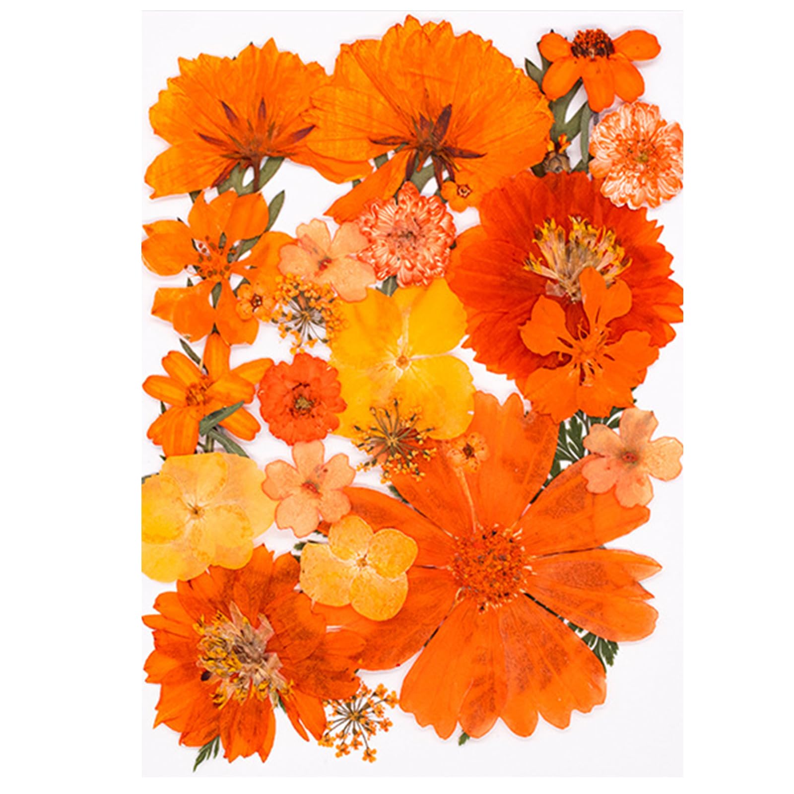 Tfaoys H Seasonal Crafting Essential 30 Autumn Dried Flower Wit For Scrapbooking Resin Art Phone Case Decoration Preserved Flower Ome Decoration