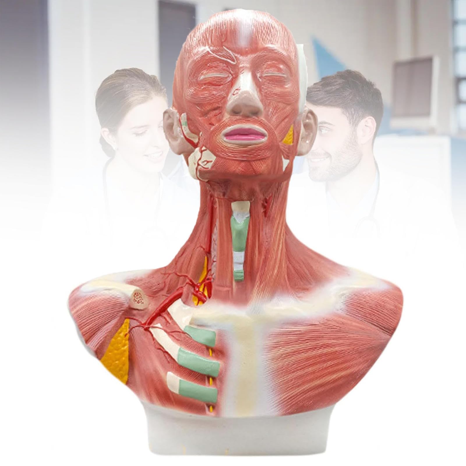 Anatomical Model of Head and Facial Muscles Human, Neck, Chest for Training/Learning/Medical Institutions