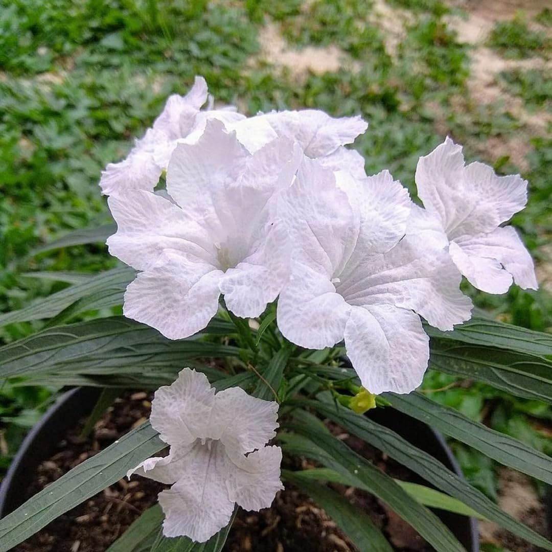 Amazon.com : Pack 2 Hardy Mexican Petunia Live Plants - Ruellia