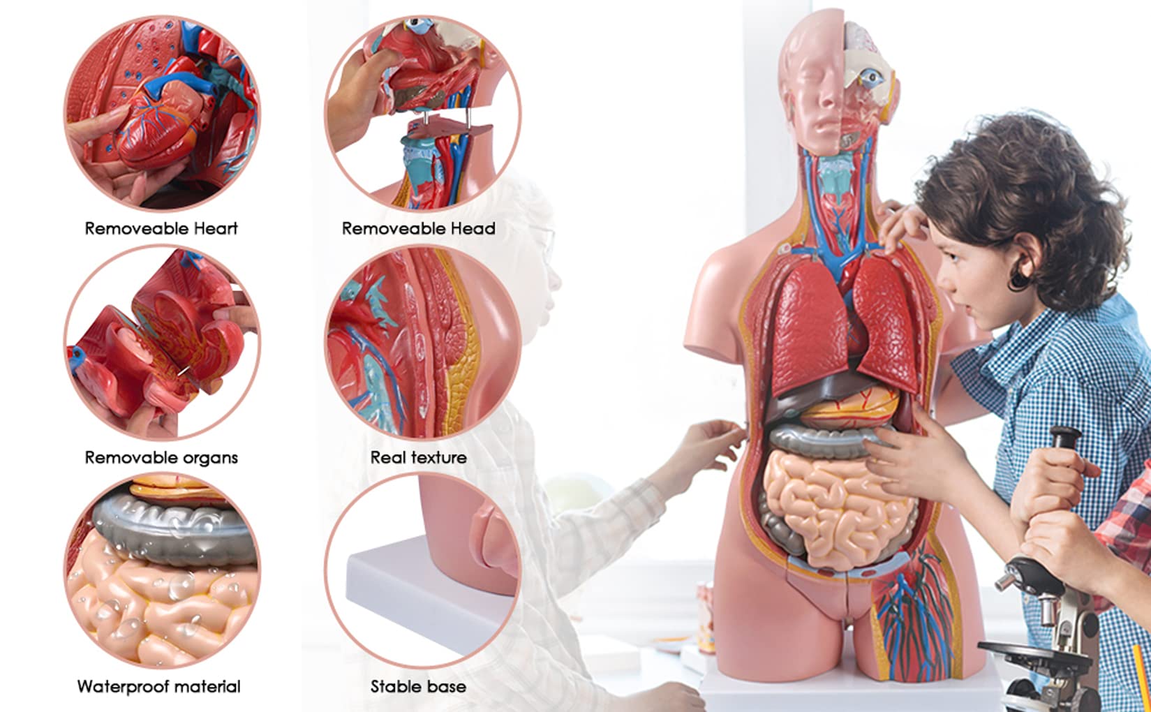 MedMod Modello Anatomico Torso Maschile A Grandezza Naturale, 85 Cm, 19 Parti Con Organi Rimovibili - 6