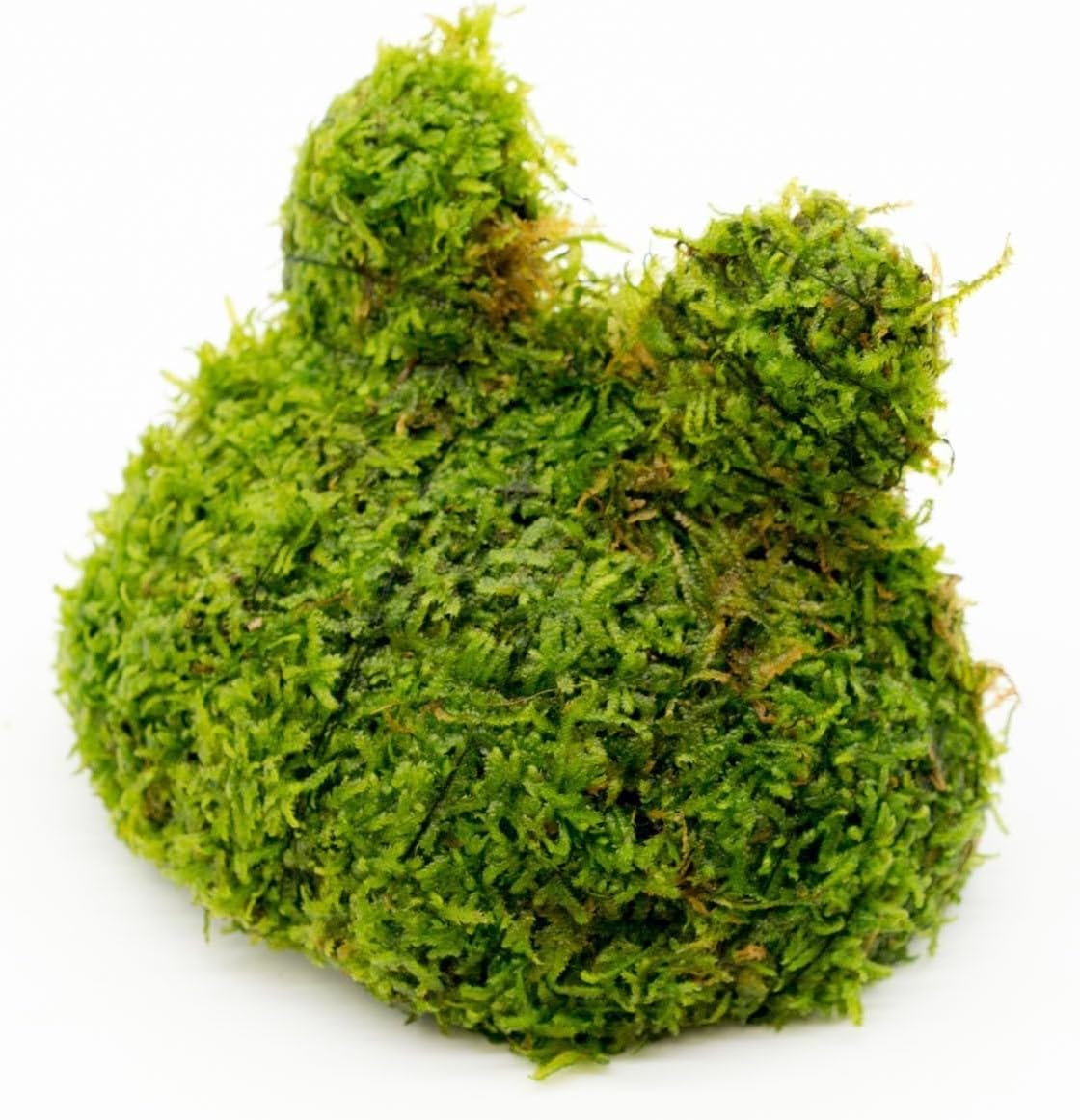 SubstrateSource Live Aquarium Plants on Driftwood, Lava Rock, Moss, Fiber Mat - Freshwater Fish Tanks - Easy, Beginner Friendly (Christmas Moss on Coconut Toad)