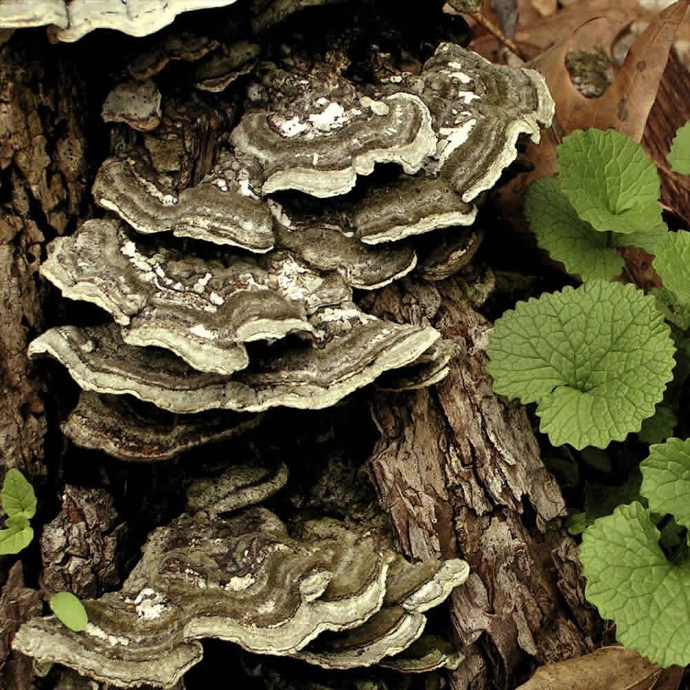 Turkey Tail Mushroom Mycelium Plug Spawn 100 Count Grow Decorative