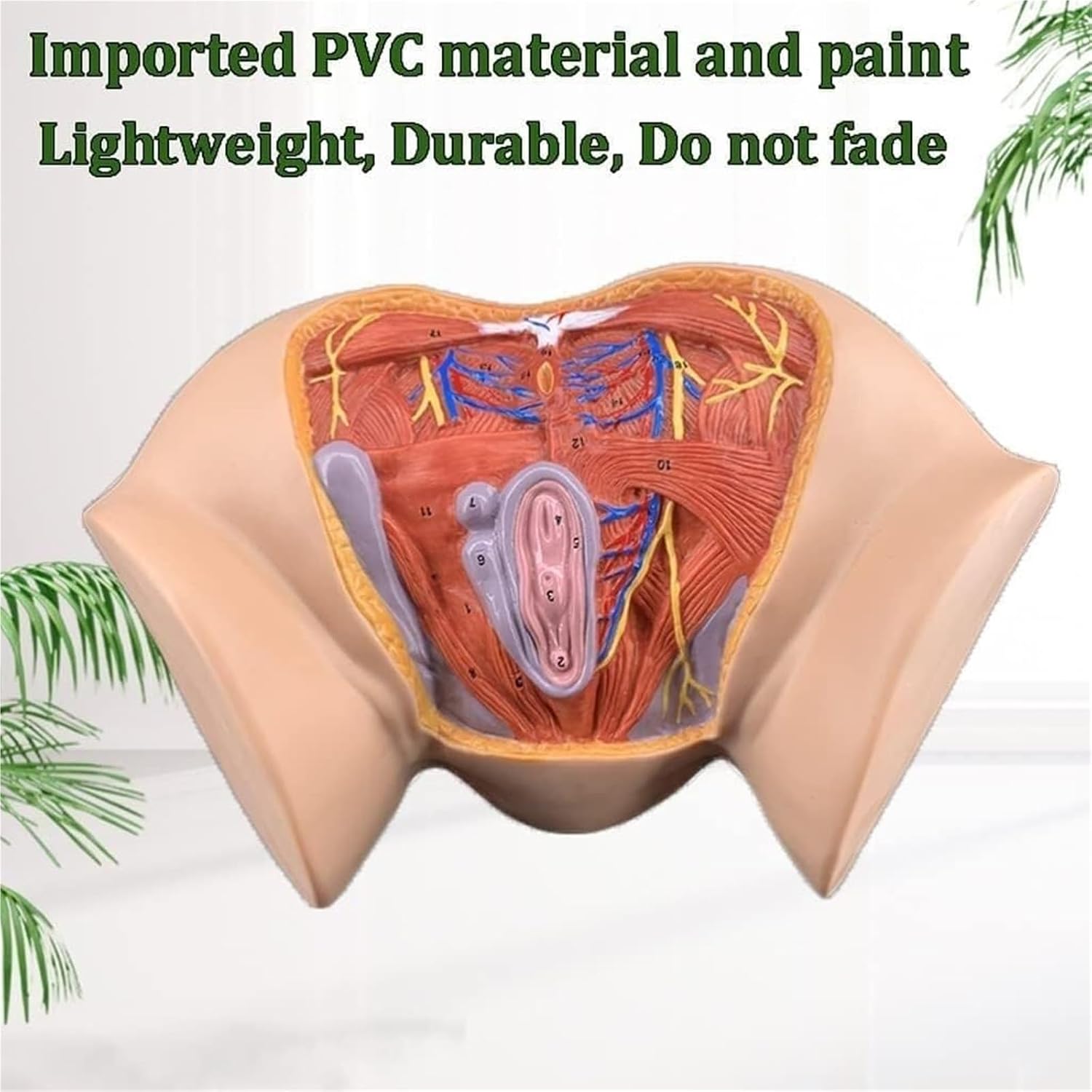 Female Reproductive Organ Model, Colorful Teaching, Perineal Anatomy, Human Gynecological Medical Education