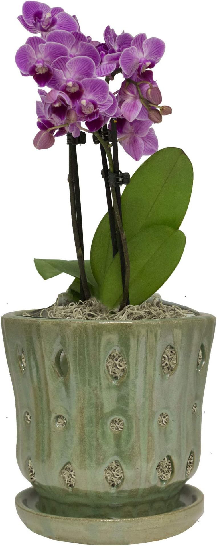 TRENDSPOT 5IN Orchid Pot Taper, Green White Indoor Planter, 5 inch