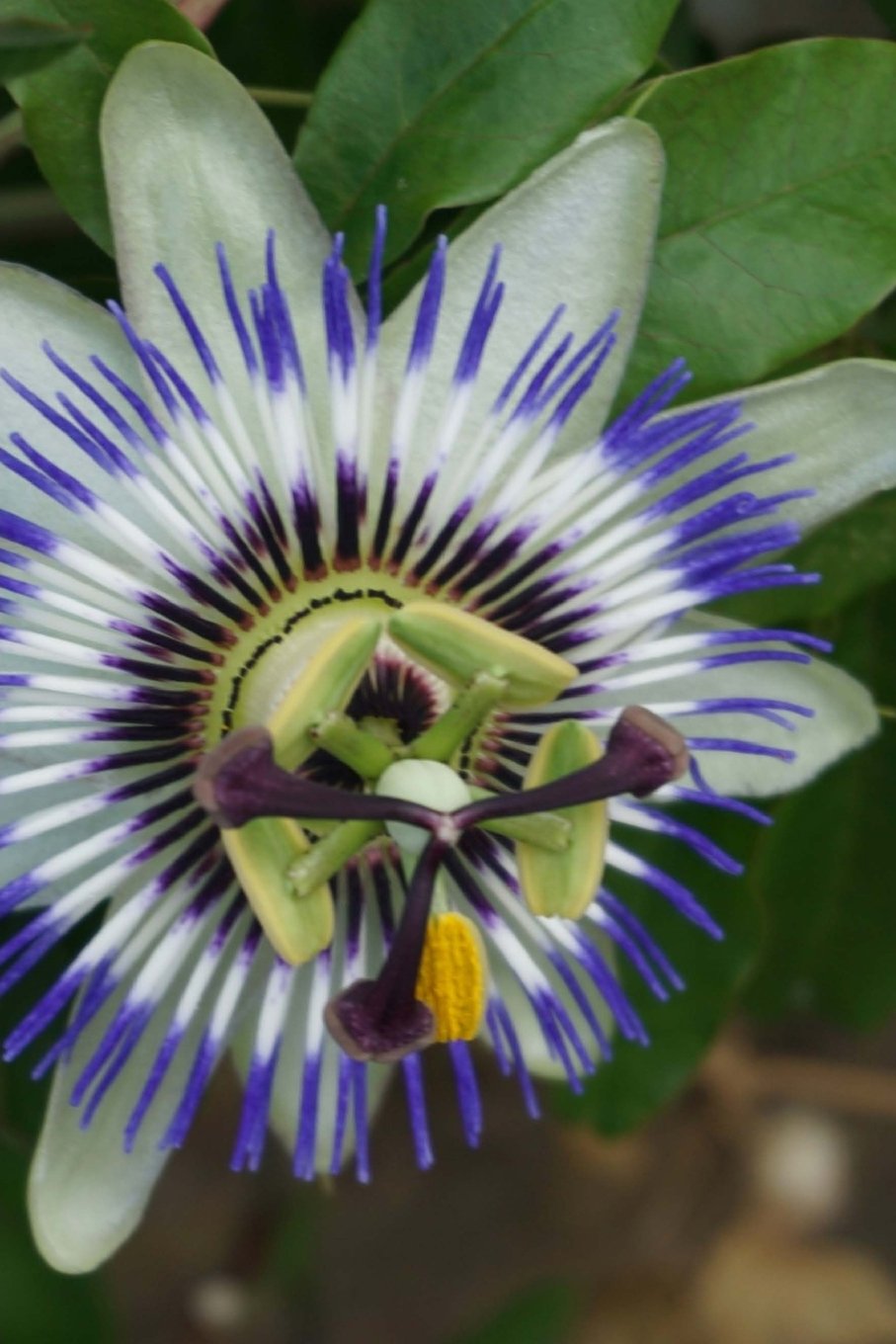 Blue Passion Journal