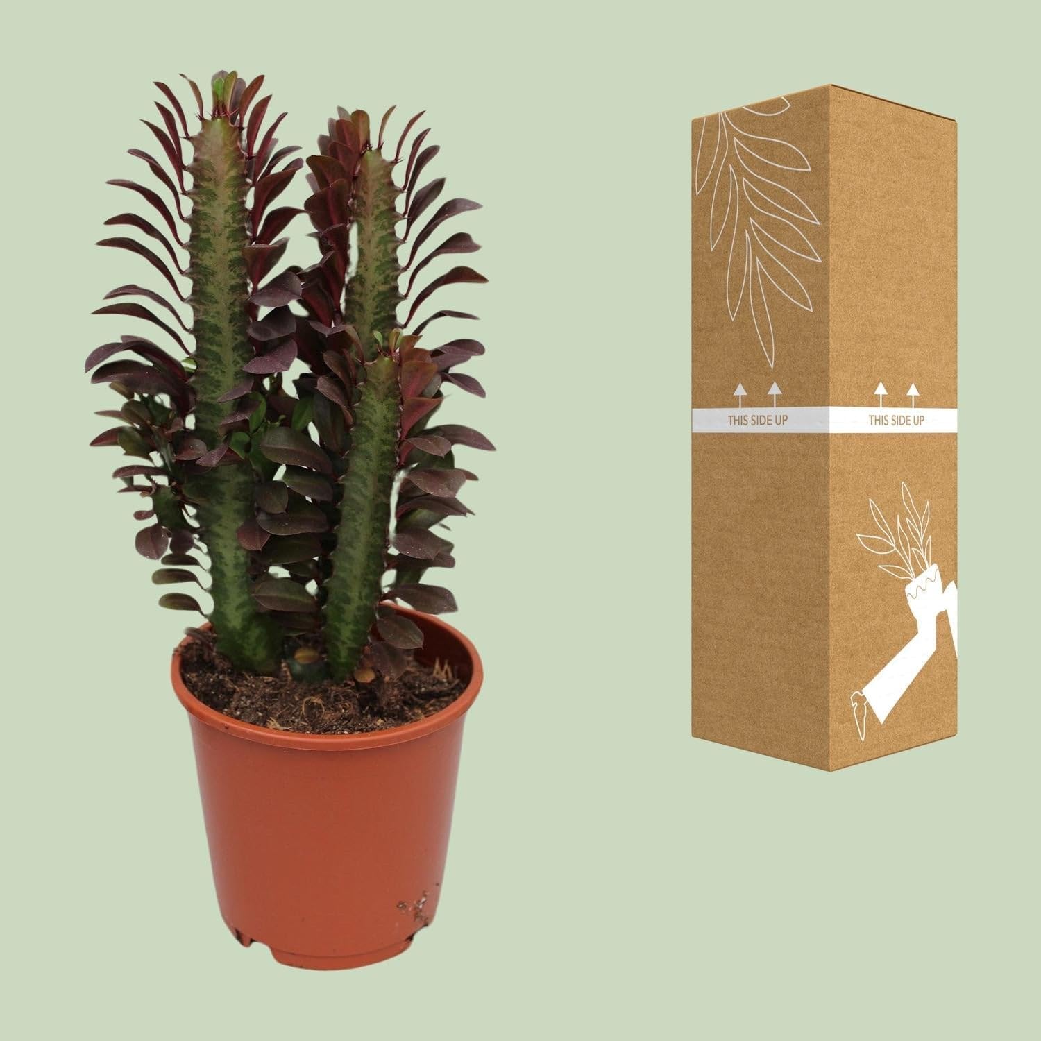 Euphorbia Trigona Rubra Wolfsmilch Rote Sukkulente Zimmerpflanze Ø12 cm 40