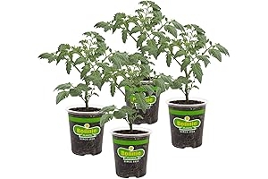 Bonnie PLANTS Husky Cherry Red Tomato Live Vegetable Plants