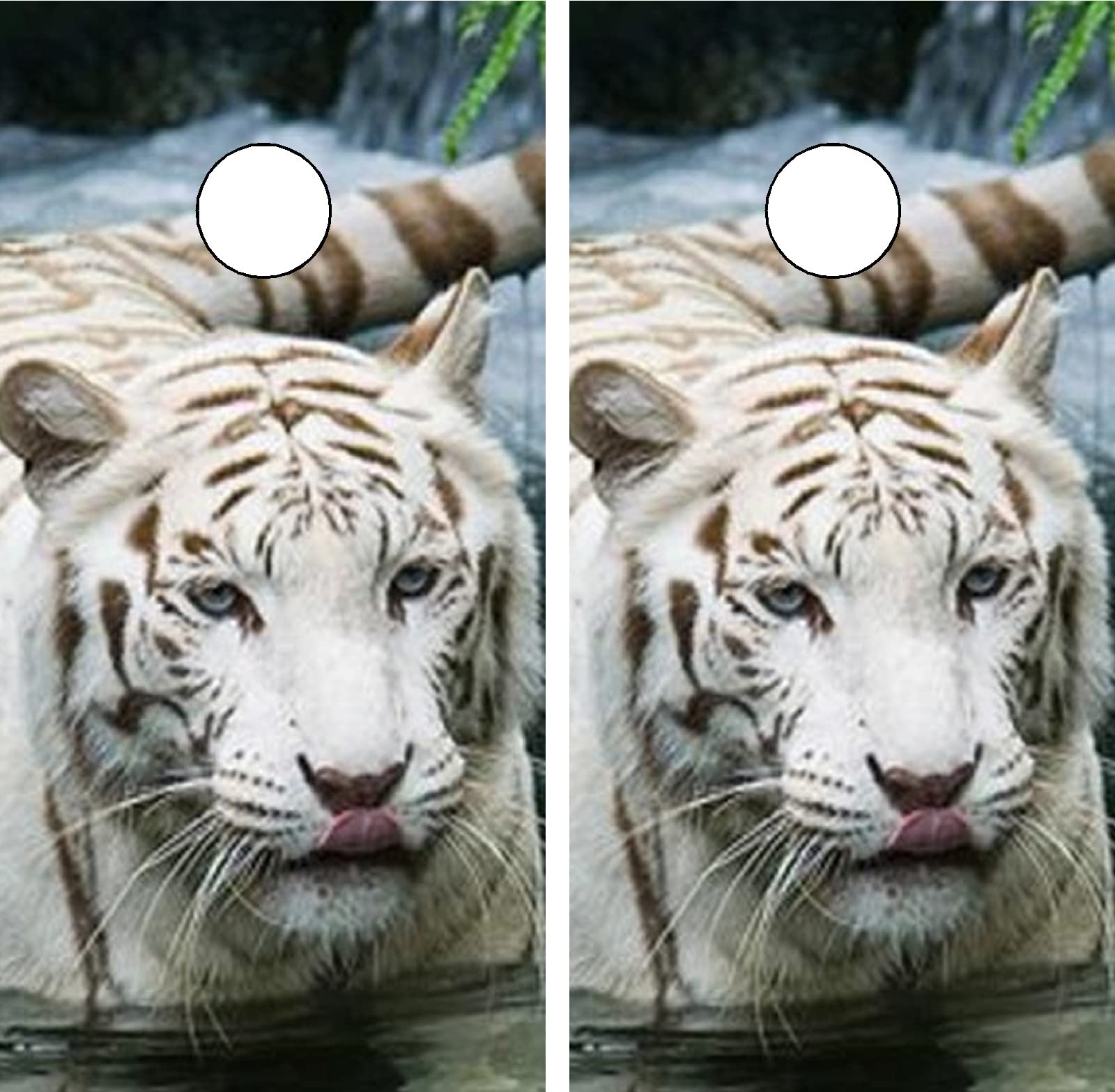 GRAPHIX EXPRESS Cornhole Board Wraps - Cornhole Wraps for Boards - Cornhole Decals for Boards - Cornhole Vinyl Board Wrap - Cornhole Skins for Boards - Cornhole Set - C155 White Tiger