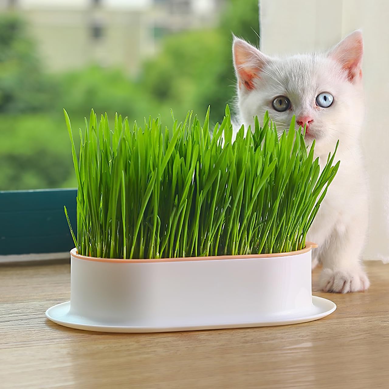 Boîte De Culture Hydroponique Pour Herbe à Chat - Bac Plastique 18.2x11.8x4 Cm - Plateau Amovible, Facile à Nettoyer - Pour Chats D'intérieur - 9