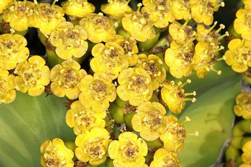 Semillas de Suculentas - Euphorbia Grandicornis, Cactus de Cuerno de Vaca, Exótico, Semilla de Pico Suculenta 5 Semillas