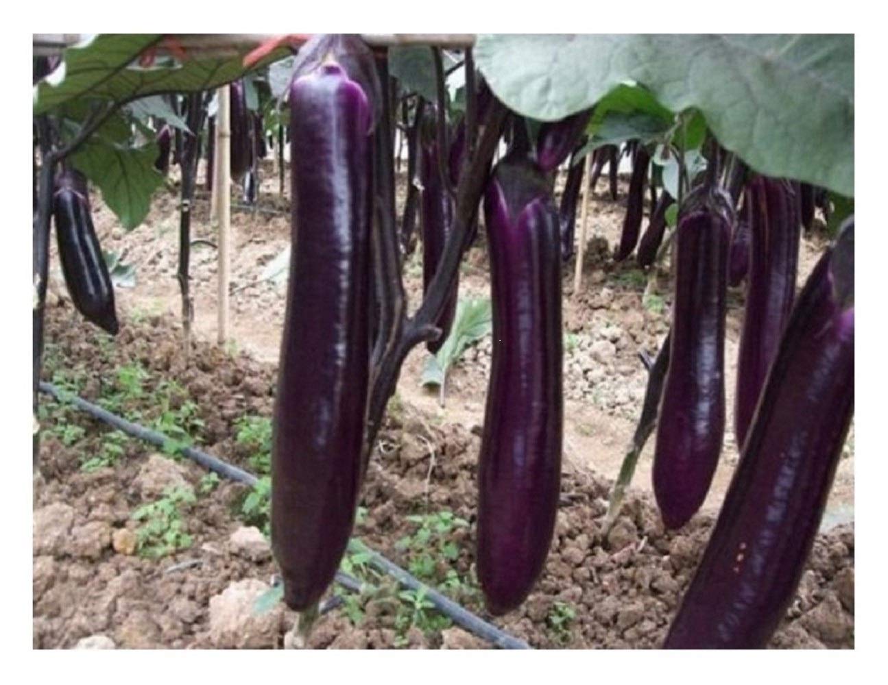 PREMIER SEEDS DIRECT - Aubergine - Long Purple 100 Seeds