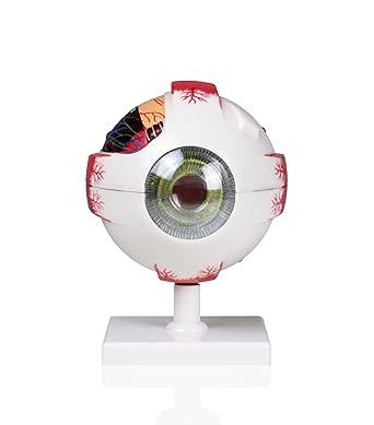 Parco Scientific PB00075 4X Life Size Human Eye: 7 Parts