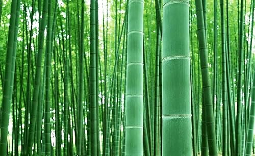 Miniatura 1 de KETERE Semillas de bambú gigantes para plantar  100 piezas de semillas  Cultiva bambú gigante, pantalla de privacidad, buenas para el medio ambiente