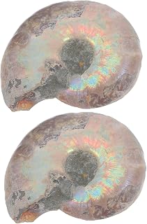 ABOOFAN 2 Piezas Espécimen fósil de tornillo Juguete de modelos de amonita. modelos de amonita para divertidos modelos de amonita Fósil de caracola natural Marrón oscuro