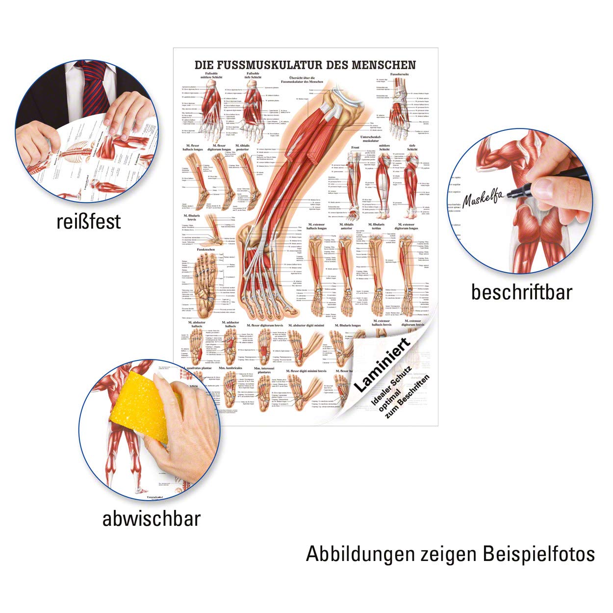 Produktbild von Das Menschliche Skelett – Anatomie Lehrtafel 100x70 Cm, Hochglanz, Für Medizinunterricht & Praxis