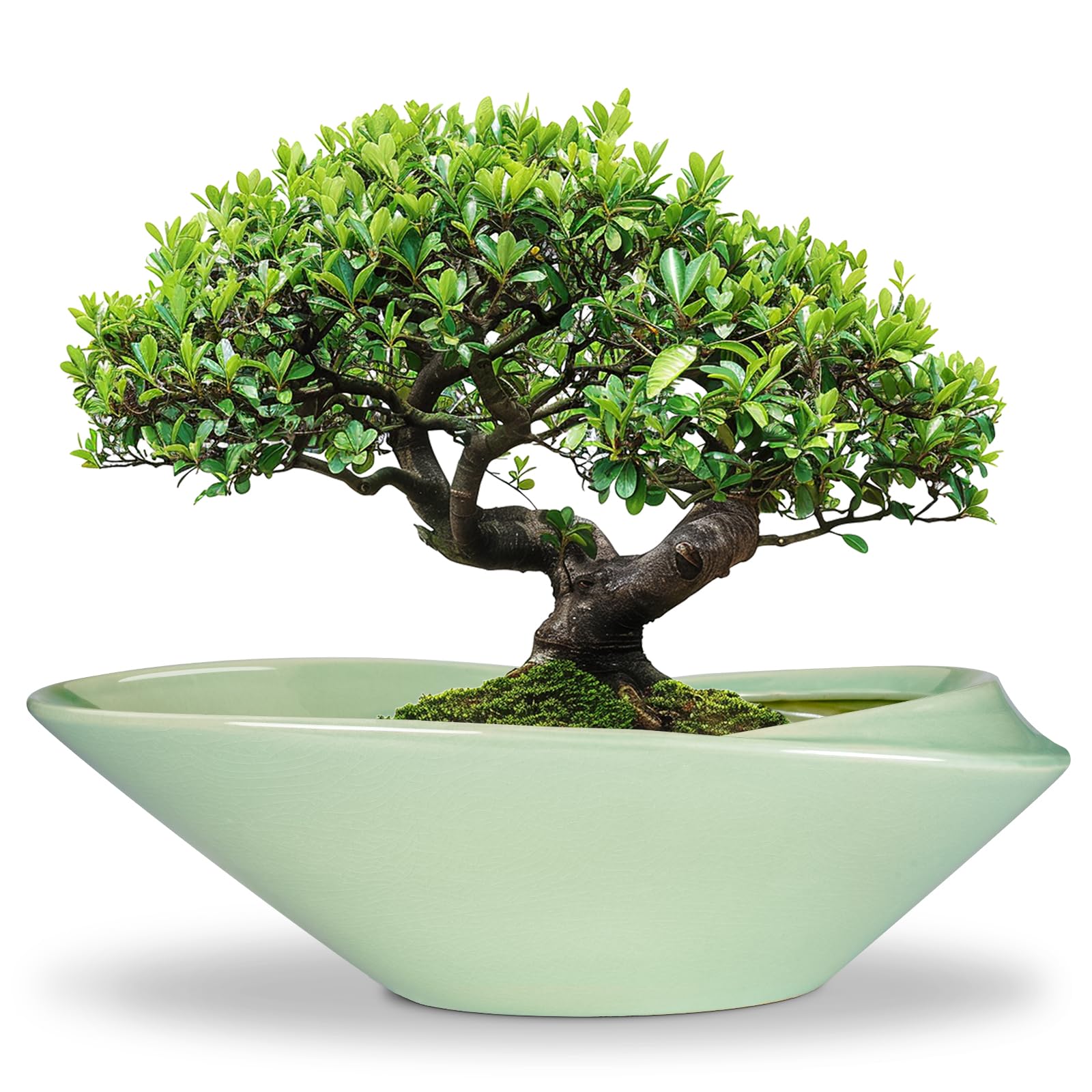 EPFamily Ceramic Bonsai Pot - 18 Inch Planter with Drainage Hole Large Modern Bonsai Planter Decorative Succulent Flower Plant Pot for Indoor Plants