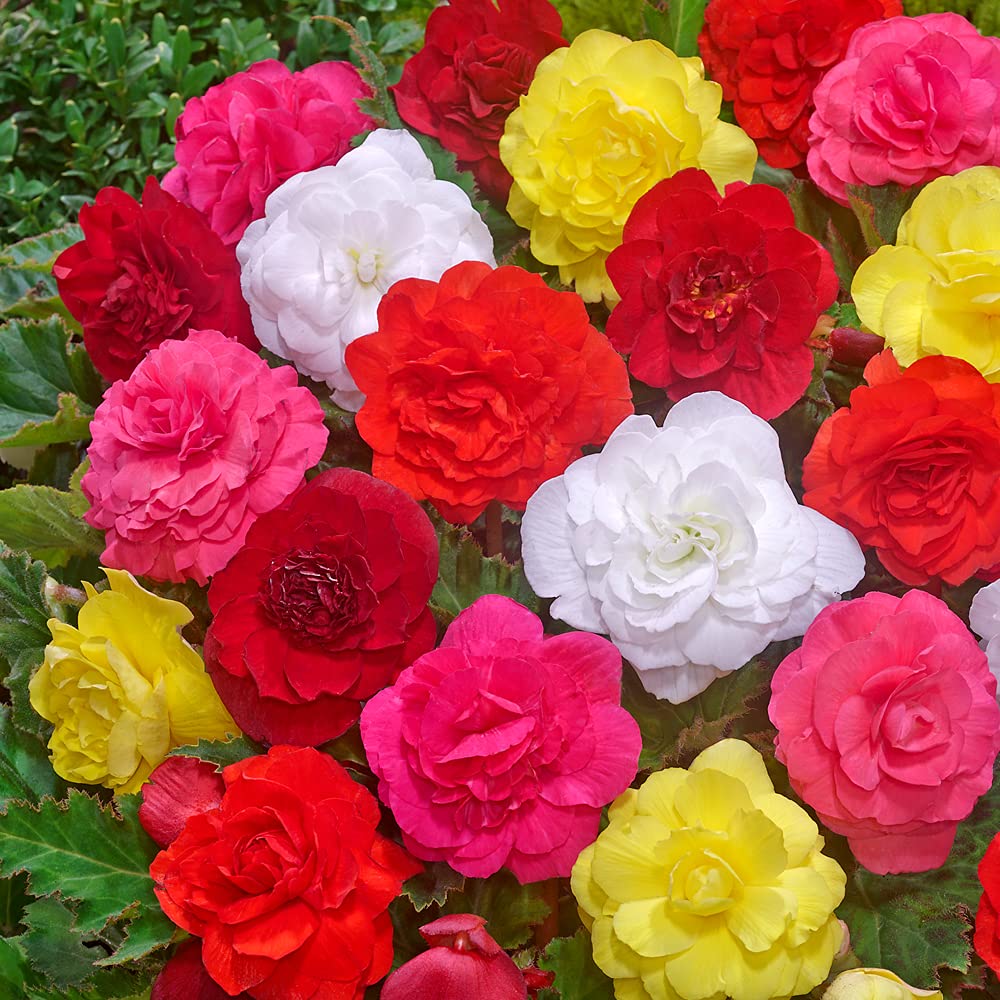 Begonia Flower Bulbs Double for Home Gardening Pack of 5 Bulbs By Zabbus Mix Colour-image-20
