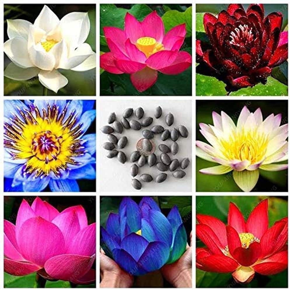 Lotus Mixed Color Flower Seeds Pack of 57 Seeds