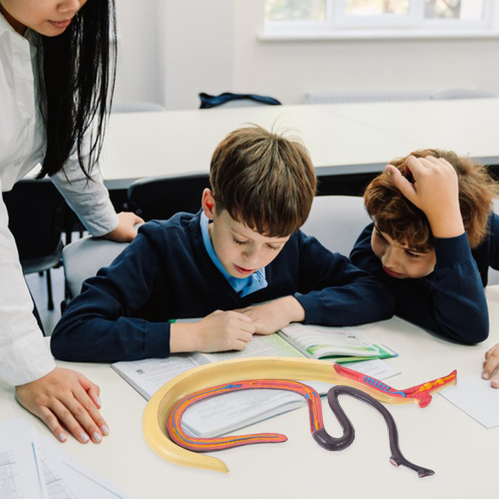 Ciieeo Modèle Anatomique de Schistosome Détachable en Plastique, Facile à Observer et Étudier, pour L'enseignement en Classe de Biologie Recherche en Laboratoire